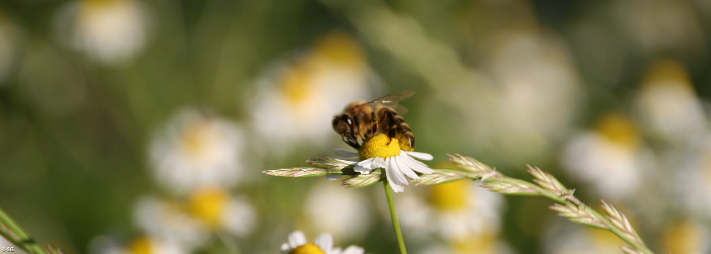 Biene auf Kamillenblüte