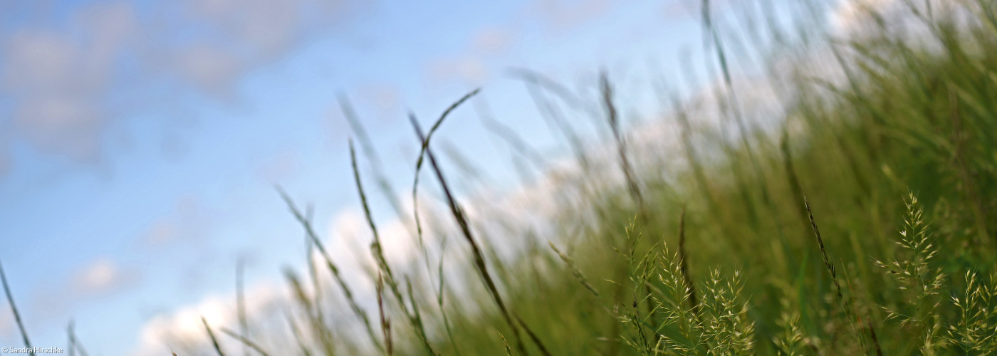 Wiese und Himmel