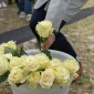 Weiße Rosen