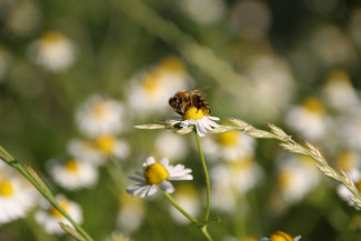 Biene auf Kamillenblüte